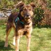 MOHA - braver Schäfer-Mix - 8 Jahre - Tierhilfe-Franken e. V.