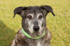 WIMBLEY - Mischling - 9 Jahre - Tierhilfe-Franken e. V.