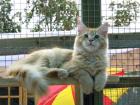 Maine-Coon Herzensbrecher sucht.