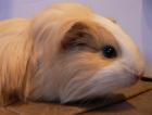 Meerschweinchen w 3 Jahre Langhaar rot-blond