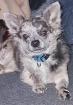 Chihuahua rüde merle langhaar 5 Jahre sucht neues Zuhause