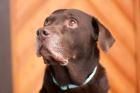 CHARLO - geistig und körperlich fitter Labrador - 11 5 Jahre - Tierhilfe-Franke