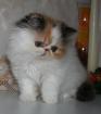 Wunderschöne Exotic Shorthair und Perser Kitten