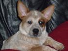 Wunderschöner Cattle Dog Welpe