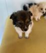 Blue sucht ein passendes Zuhause