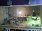 2 Bartagame abzugeben