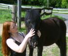 Kinderpony Shetty einfahren/ einreiten