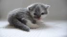 BKH und BLH Kitten mit Stammbaum
