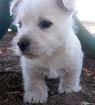 Westie Welpen aus liebevoller Familienaufzucht