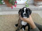 Boxerwelpen gestromt