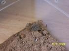 Androctonus amoreuxi Dickschwanzskorpion