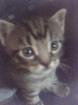 Bengal-Mix Kitten Kleine WILDkatzen