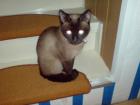 DRINGEND Siam o. Thai Deckkater gesucht