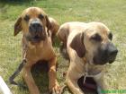 Fila Brasileiro Rüde