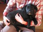 Labrador/Belg. Schäferhundwelpen schwarz/braun suchen neues Zuhause