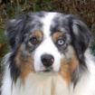 RUFO - Australian Shepherd - 5 Jahre - Tierhilfe-Franken e. V.