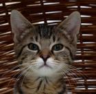 Keksi - sucht dringend ein Zuhause aus dem Tierschutz / gechipt geimpft