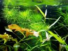 Guyana Tausendblatt Bündel Aquarienpflanzen Versand/ Abholung