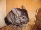 Chinchilla Bock zu verkaufen