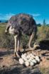 Suche Emu Straussen und Nandu Bruteier