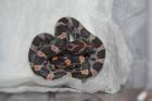 Kornnattern Amelanistisch Creamsicles Emory-Guttatus-Hybrid