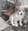 Eddy sucht ein passendes Zuhause