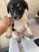 Carlos sucht ein passendes Zuhause