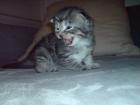 Knuffige Maine Coon Kobolde suchen ab Ende Januar 2022 ein neues Zuhause.