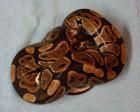 Komplettverkauf von -Boas Pythons und Kornnattern