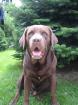 Brauner Labrador Deckrüde mit Erfahrung nicht zum verk.