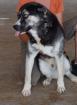 Boomer - lieber aktiver Husky-Mischlingsrüde sucht neues Zuhause