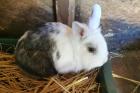 CHUCHU - Löwenköpfchen - 4 Jahre - Tierhilfe-Franken e. V.