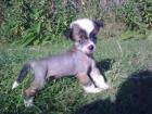 Chinesischer Schopf Hund Welpen