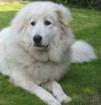 Pyrenäenberghund 1 5 Jahre