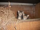 Süße Katzenbabys zu verschenken