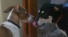 Heidi und Bogart Love is in the air