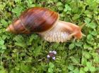 Biete Achatschnecken Achatina fulica