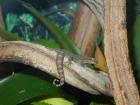 Jungferngeckos-Lepidodactylus lugubris