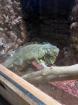 Grüner Leguan abzugeben