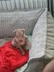American Hairless Terrier Mix