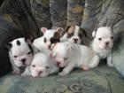 6 Süße Französische Bulldoggen Welpen