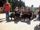 Großes Bernersennenhunde treffen