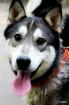 Wolf - freundlicher junger Husky-Bub
