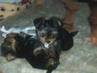 Yorkshireterrier Welpen Spaltbiewer