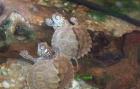 2 Höckerschildkröten zu vergeben.