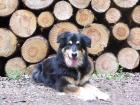Artgerechte Tiernahrung Wenn Sie für Ihren Liebling nur das Beste wollen.