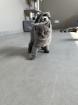 BKH Katzen