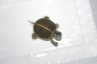 Chrysemys picta dorsalis Rückenstreifenzierschildkröte