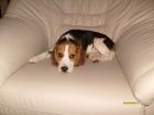 Beagle Baby 14 Wochen - RÜDE