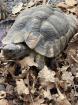 Breitrandschildkröten Männchen 2022